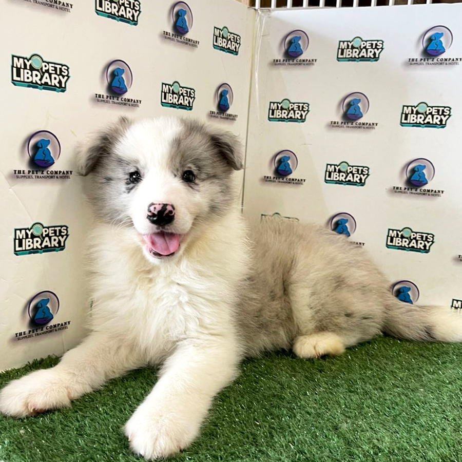 Border Collie Puppy (Male) For Sale
