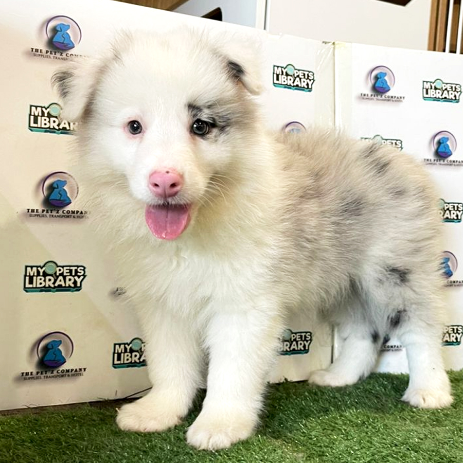 Border Collie Puppy (Female) For Sale