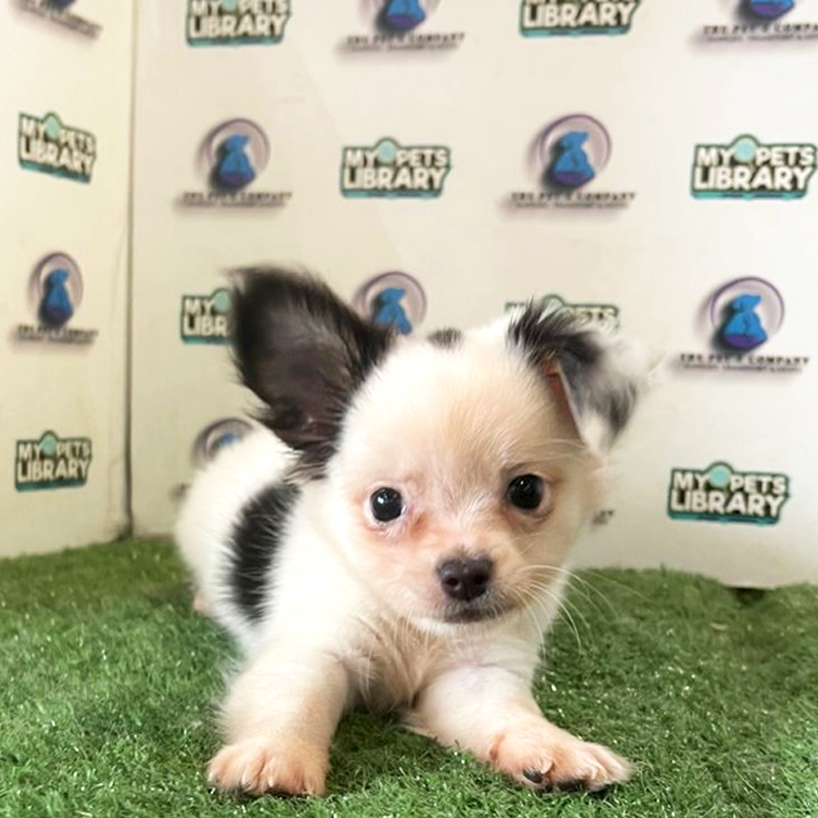 Long Coat Chihuahua Puppy (Female) For Sale