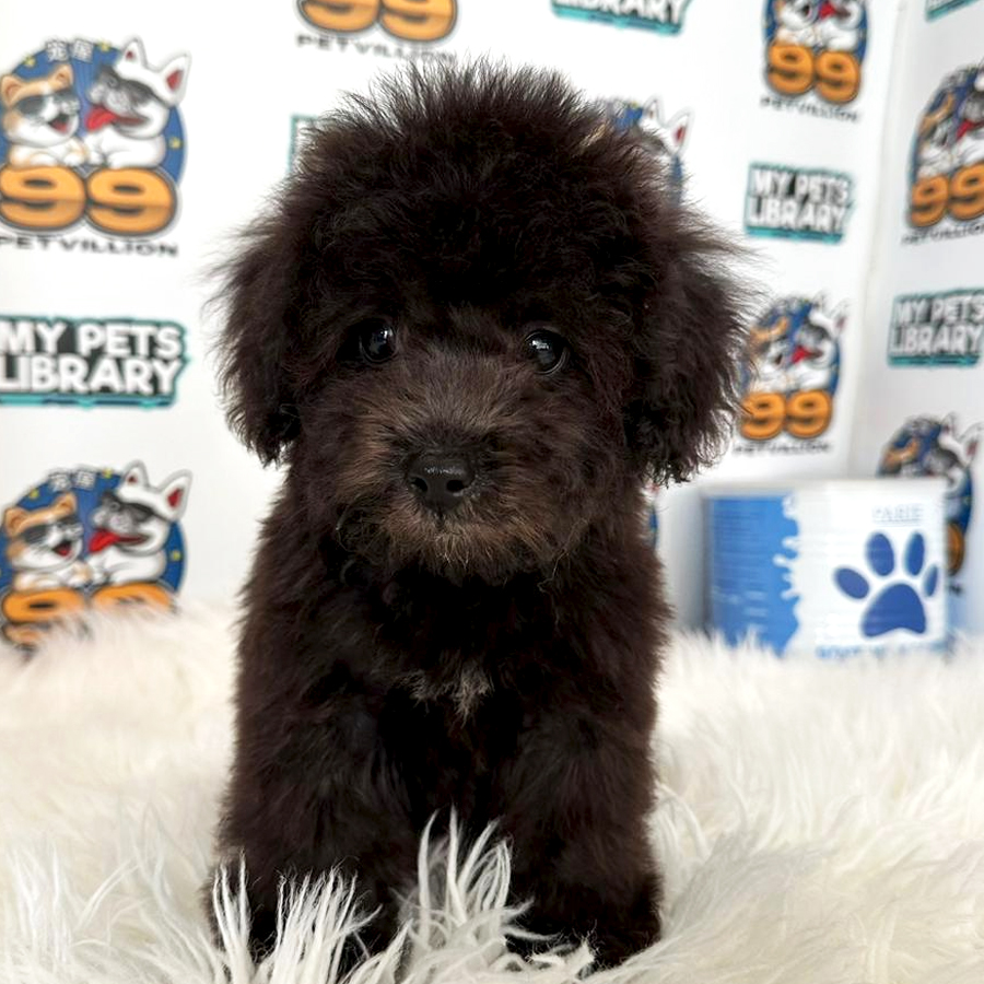 Toy Poodle Puppy (Male) For Sale
