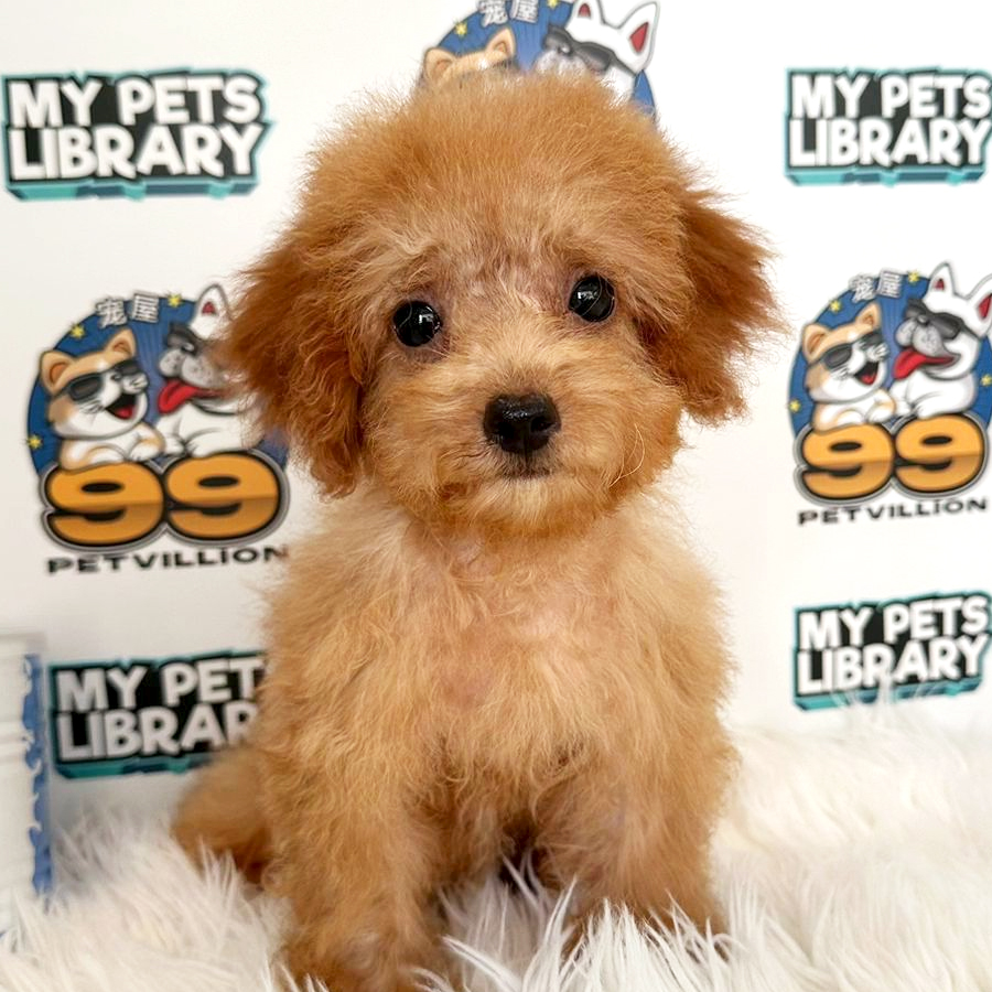 Toy Poodle Puppy (Female) For Sale