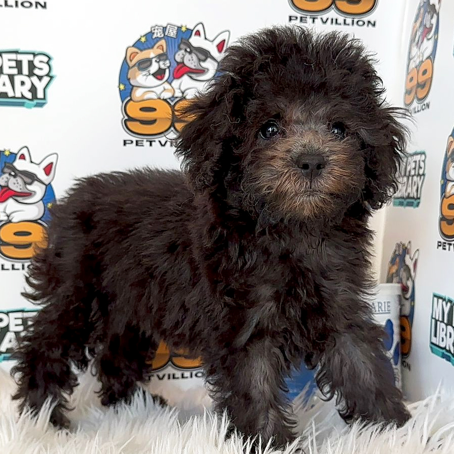 Toy Poodle Puppy (Male) For Sale