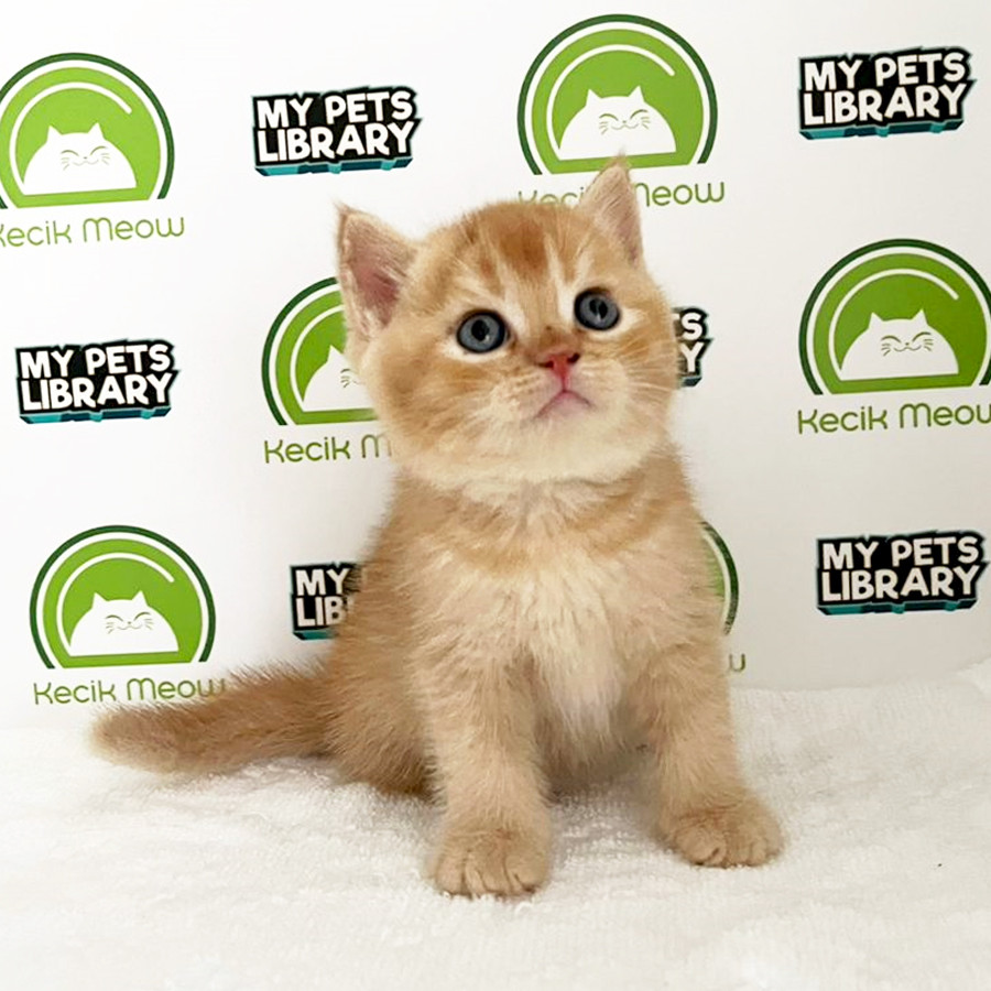 British Shorthair Kitten (Male) For Sale
