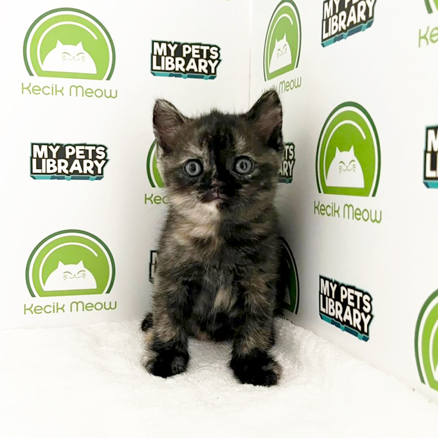 British Shorthair Kitten (Female) For Sale