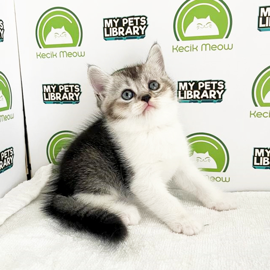 British Shorthair Kitten (Male) For Sale