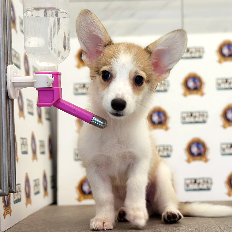 Corgi Puppy (Female) For Sale