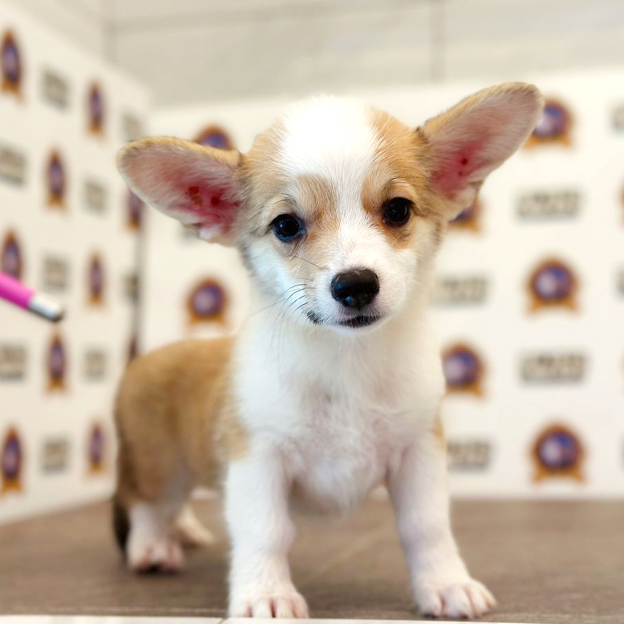 Corgi Puppy (Female) For Sale