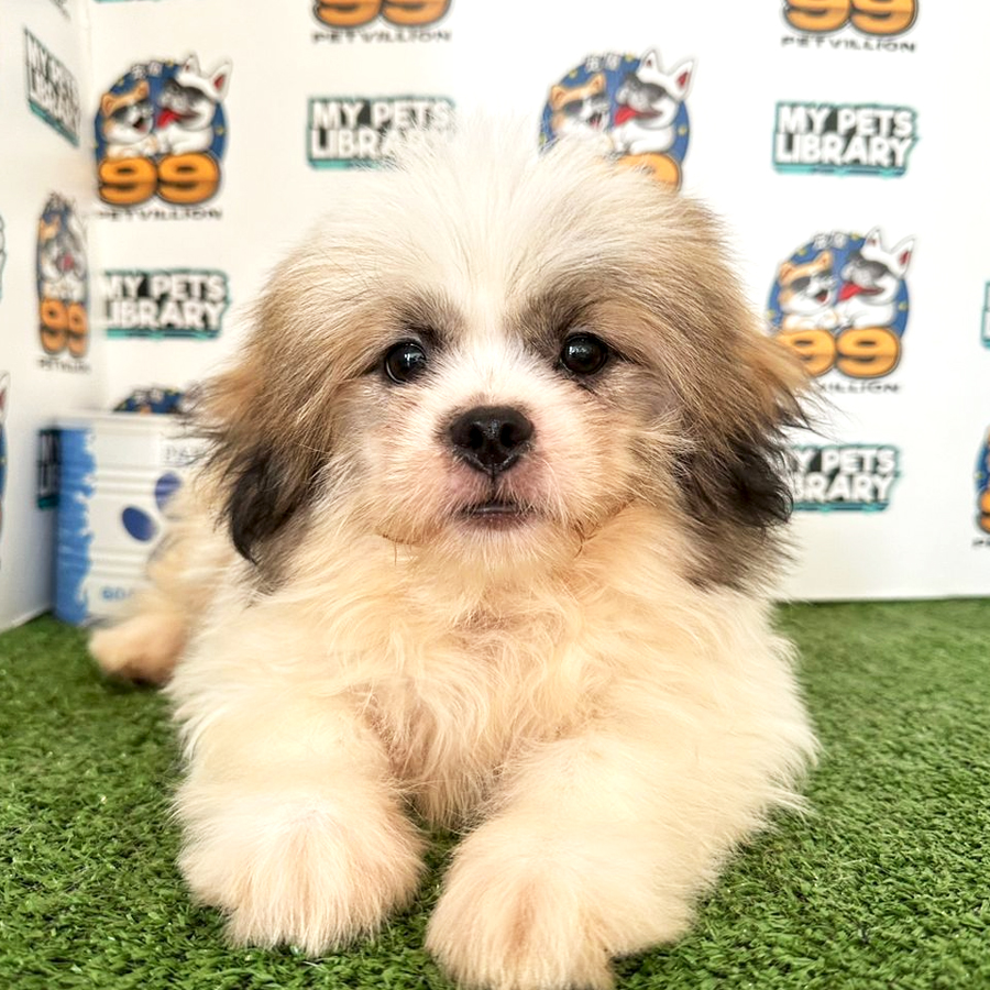 Shih Tzu Puppy (Male) For Sale