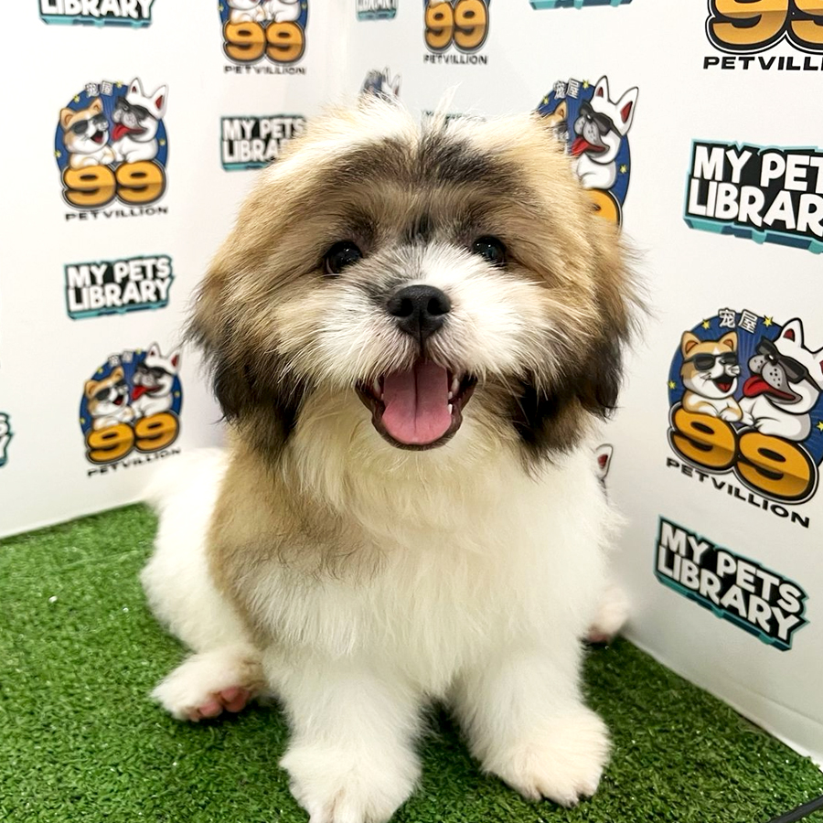 Shih Tzu Puppy (Male) For Sale