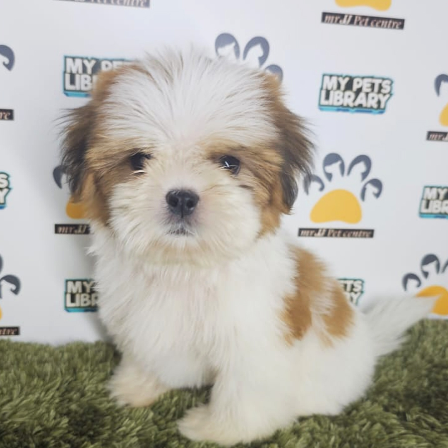 Shih Tzu Puppy (Male) For Sale