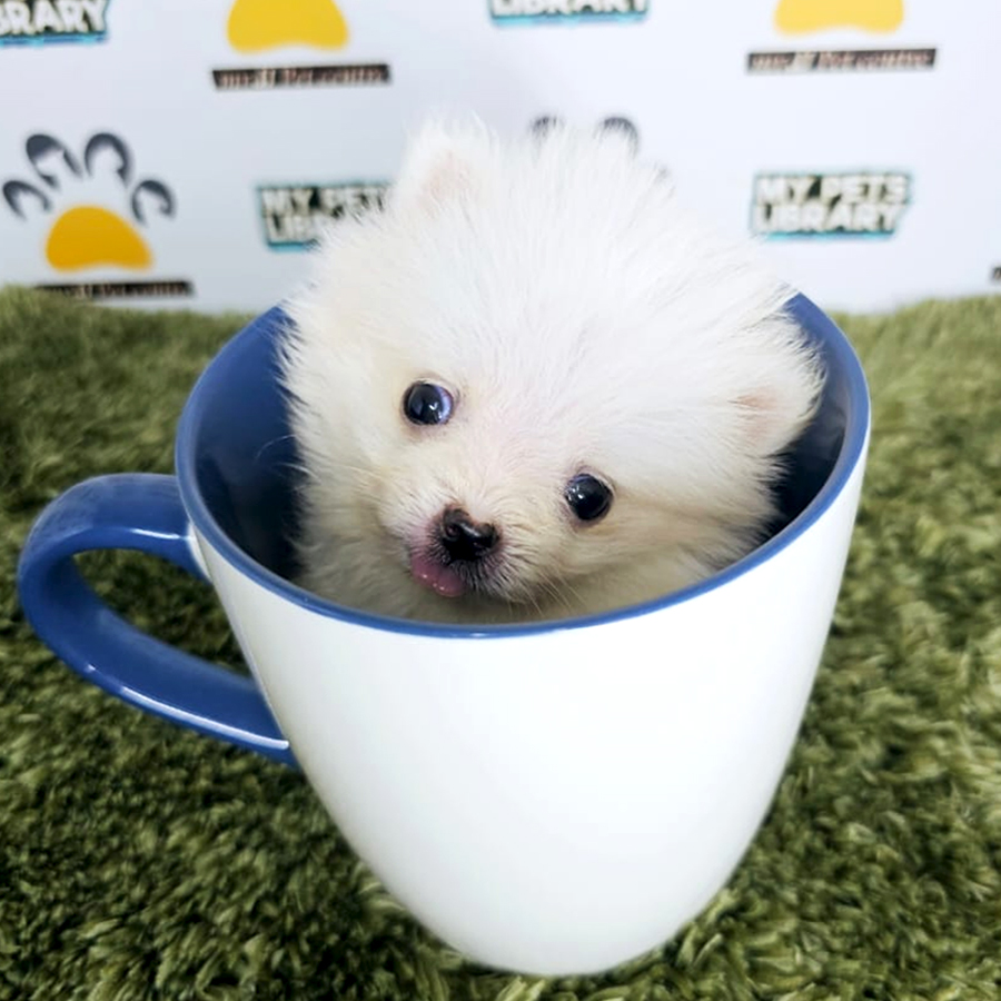 Teacup Pomeranian Puppy (Male) For Sale