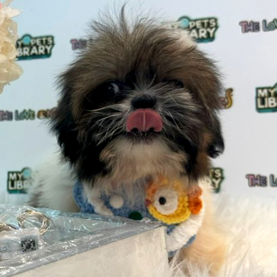 Shih Tzu Puppy (Male) For Sale