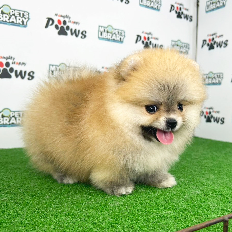 Tiny Pomeranian Puppy (Female) For Sale