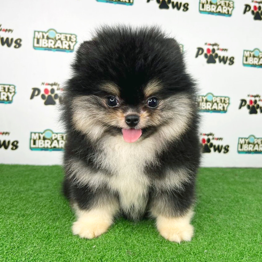 Tiny Pomeranian Puppy (Female) For Sale