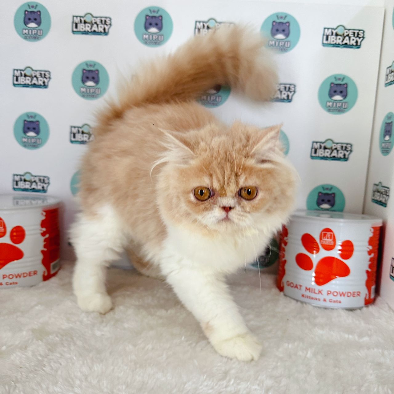Persian Kitten (Female) For Sale