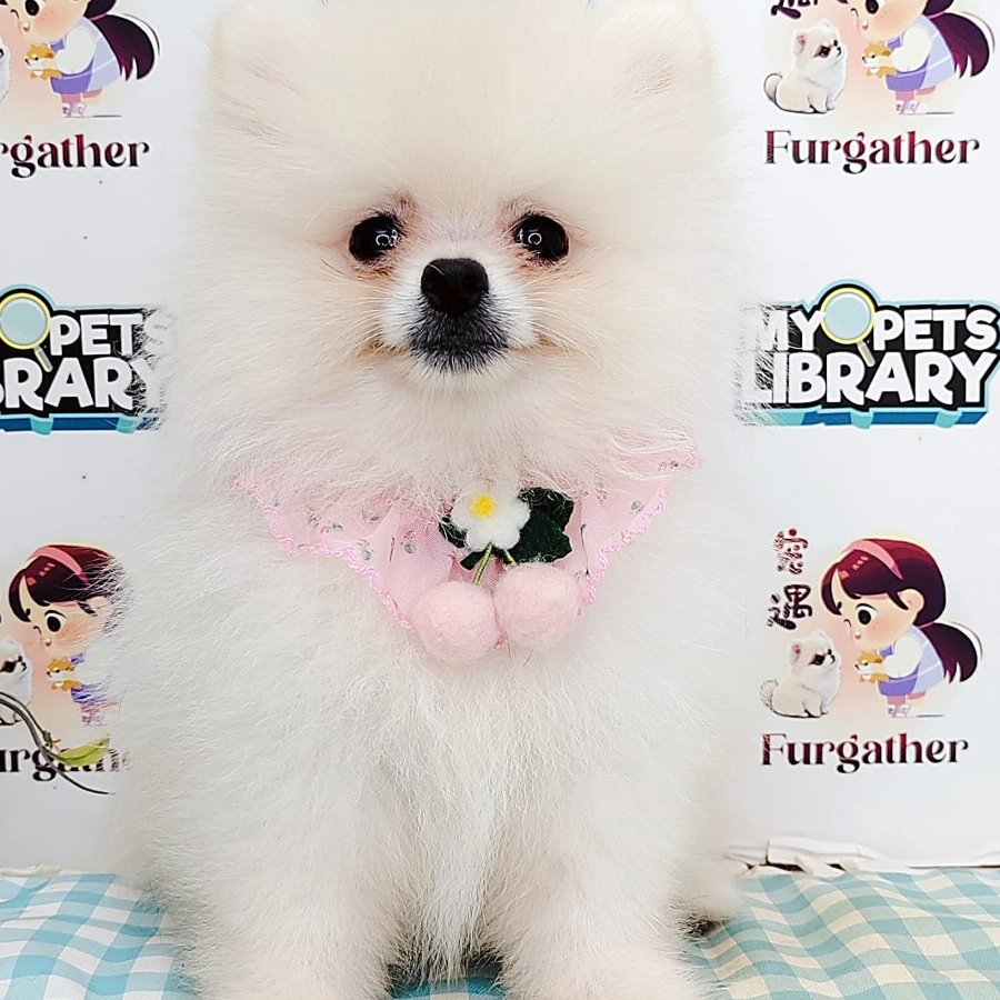 Pomeranian Puppy (Female) For Sale