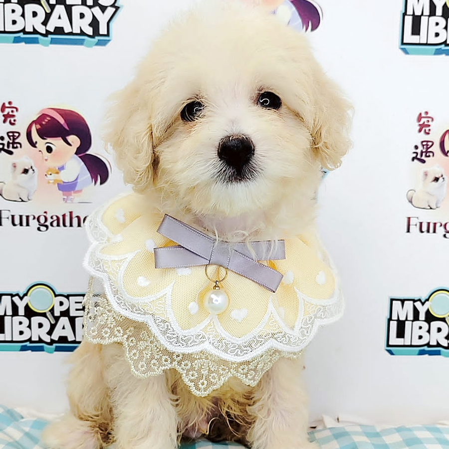 Maltipoo Puppy (Male) For Sale