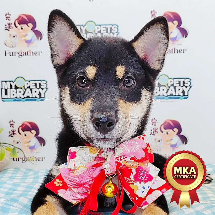 MKA Shiba Inu Puppy (Female) For Sale