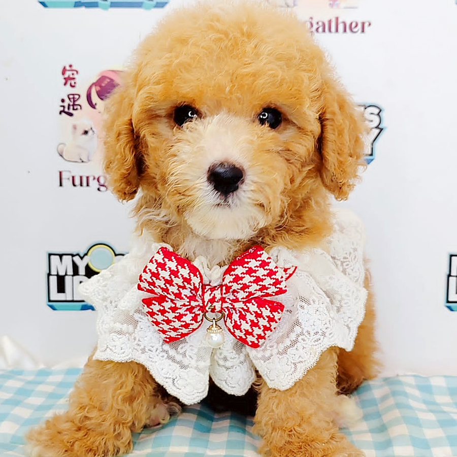 Poodle Puppy (Male) For Sale