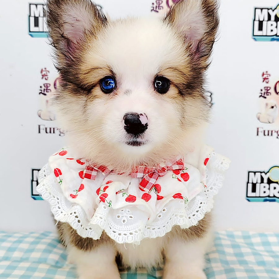 Long Coat Corgi Puppy (Female) For Sale