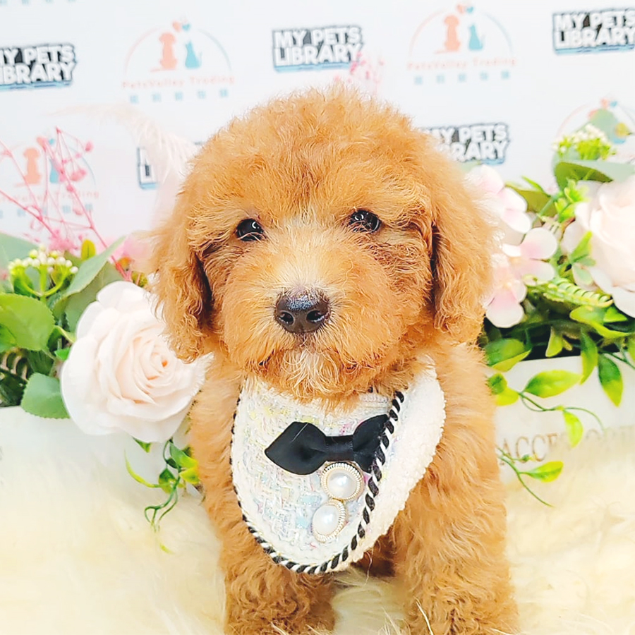 Toy Poodle Puppy (Male) For Sale