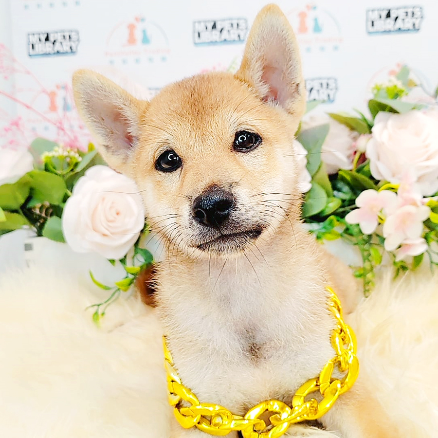 Shiba Inu Puppy (Male) For Sale
