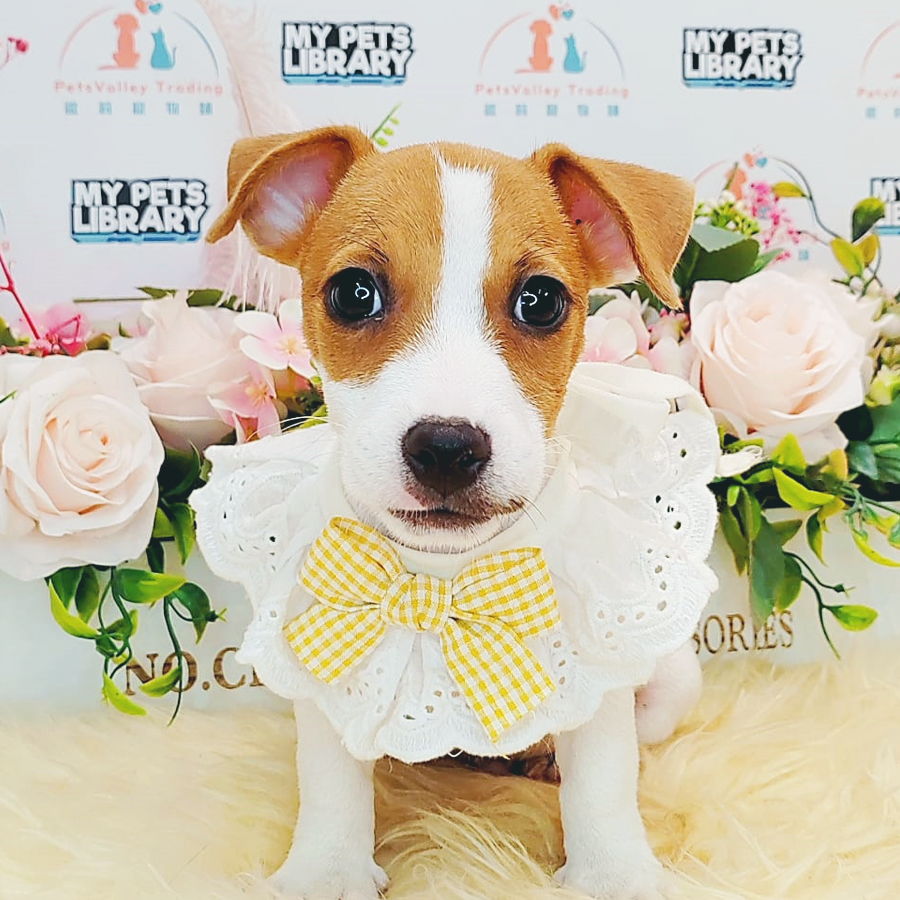 Jack Russell Puppy (Male) For Sale