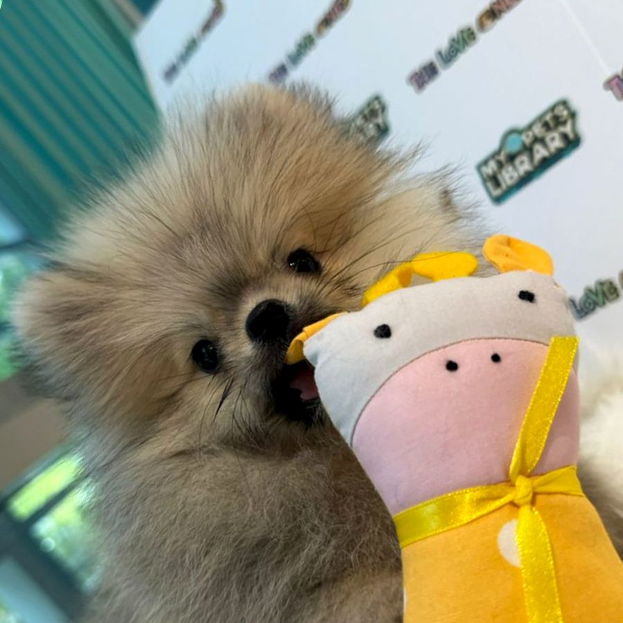 Tiny Teacup Pomeranian Puppy (Female) For Sale