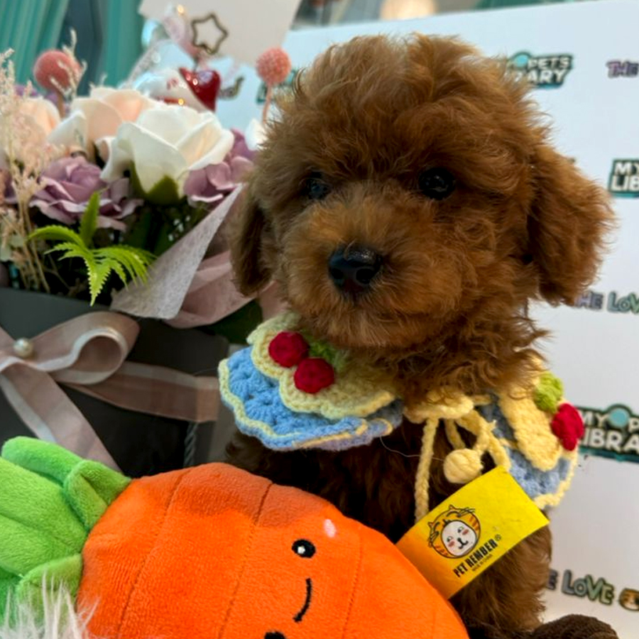Tiny Toy Poodle Puppy (Male) For Sale