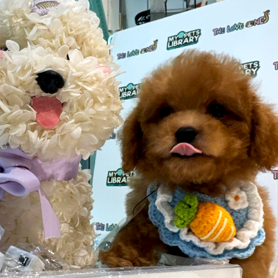 Maltipoo Puppy (Male) For Sale