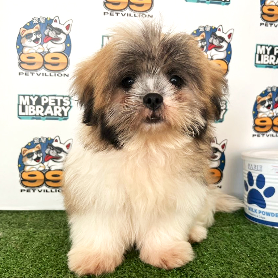 Shih Tzu Puppy (Female) For Sale