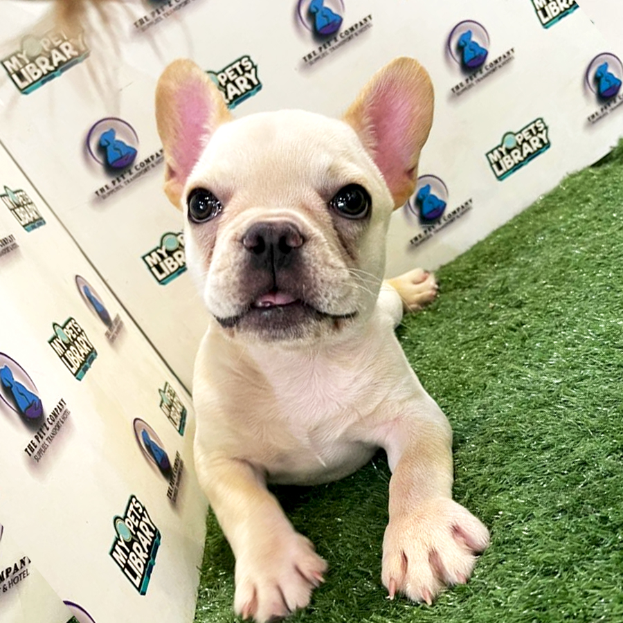 French Bulldog Puppy (Male) For Sale
