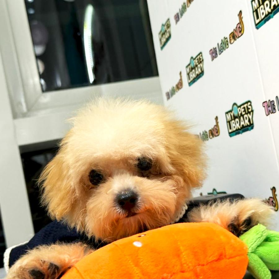 Maltipoo Puppy (Female) For Sale