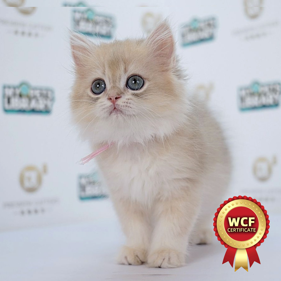 WCF British Longhair Kitten (Female) For Sale