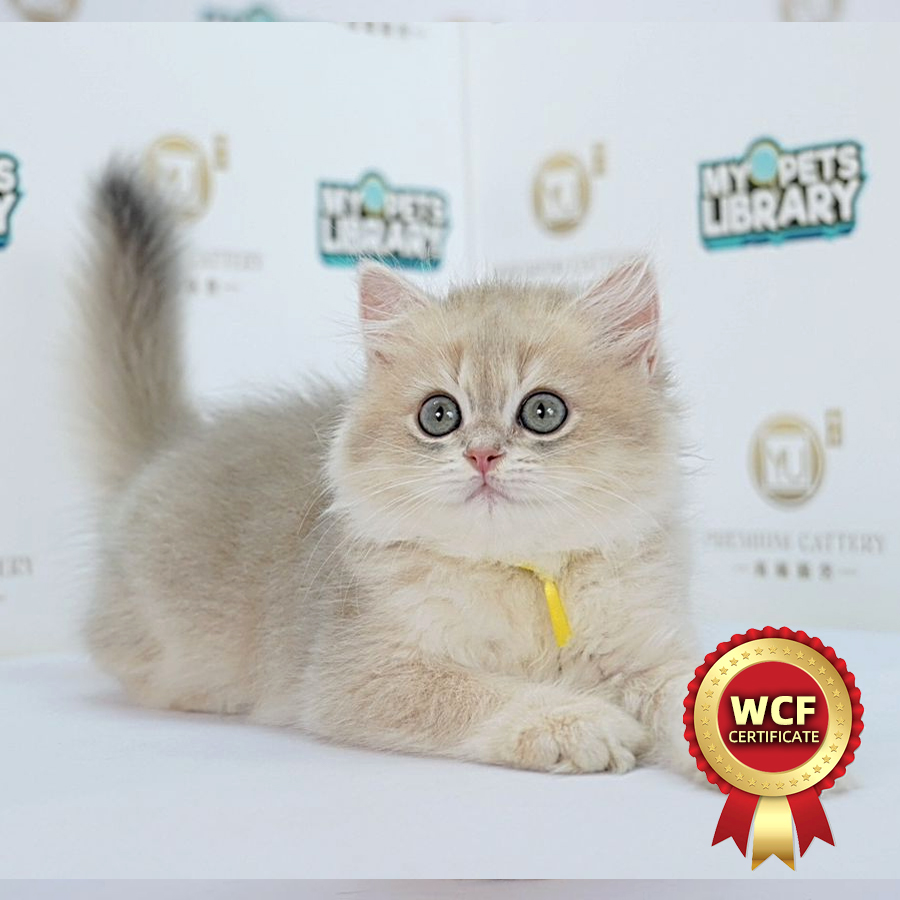WCF British Longhair Kitten (Female) For Sale
