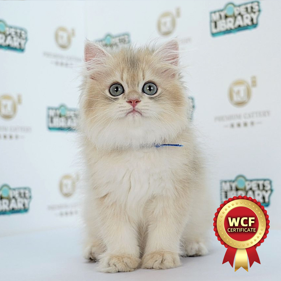 WCF British Longhair Kitten (Male) For Sale