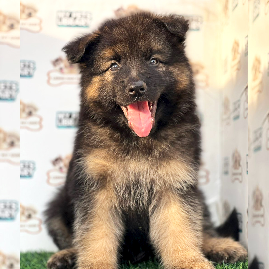 German Shepherd Puppy (Male) For Sale