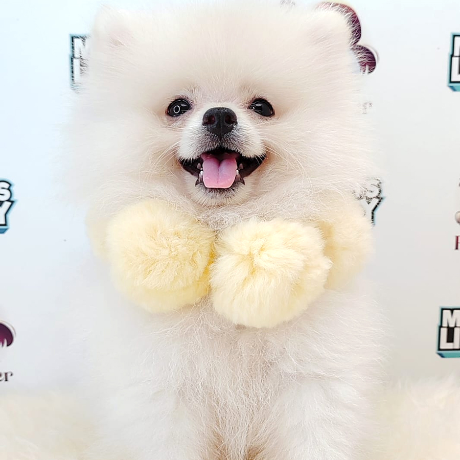 Pomeranian Puppy (Male) For Sale
