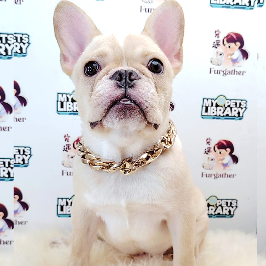 Mini French Bulldog Puppy (Male) For Sale