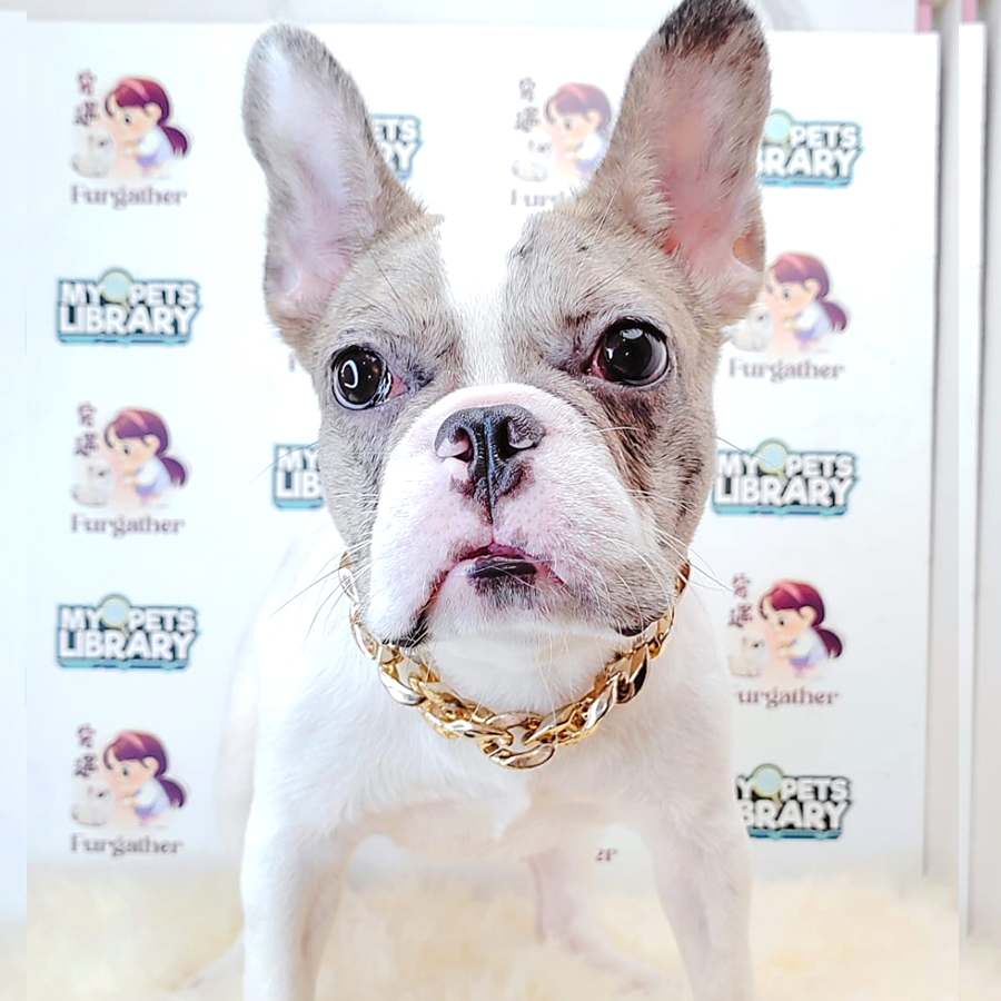 French Bulldog Puppy (Male) For Sale