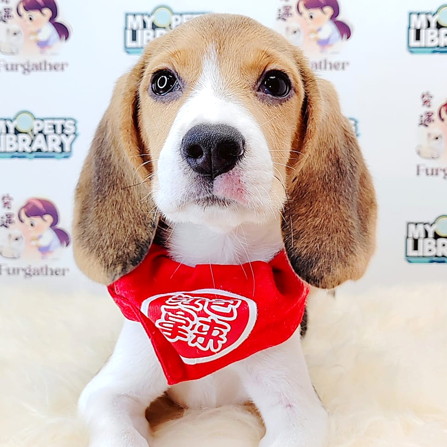 Beagle Puppy (Female) For Sale