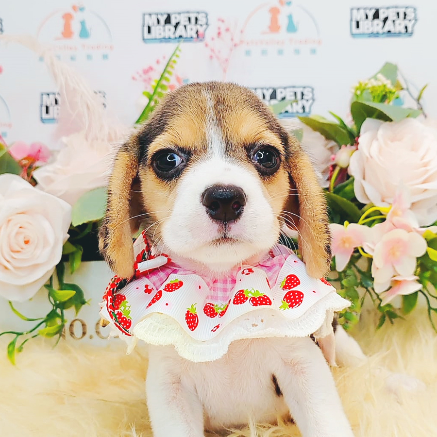 Beagle Puppy (Female) For Sale