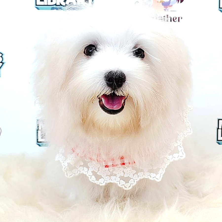 Tiny Maltese Puppy (Male) For Sale