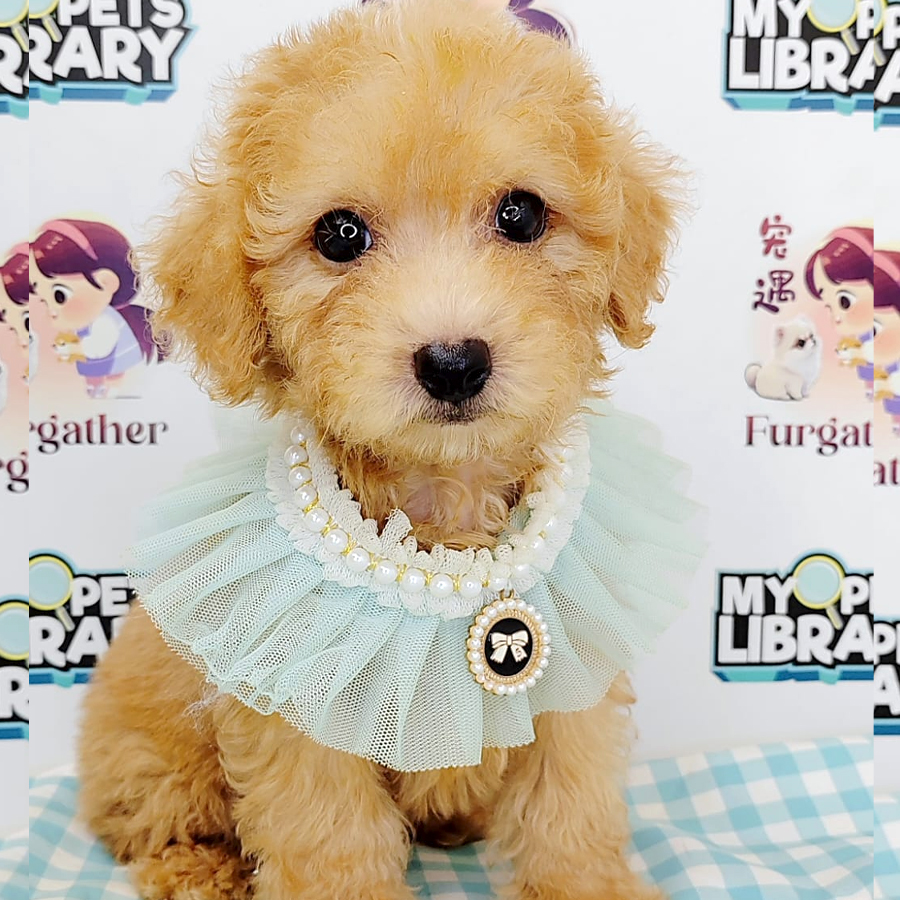 Poodle Puppy (Male) For Sale