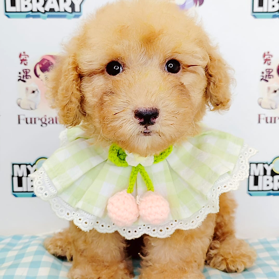 Poodle Puppy (Male) For Sale