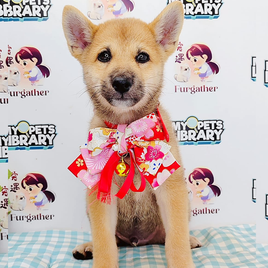 Shiba Inu Puppy (Male) For Sale