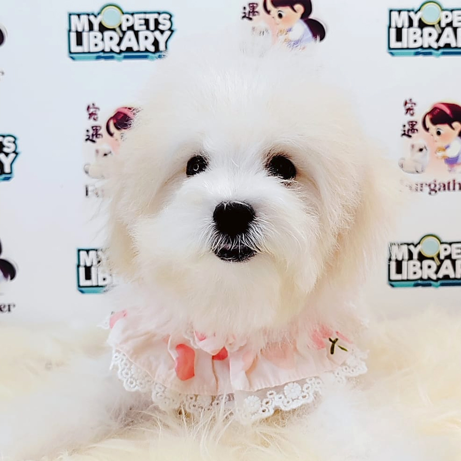 Bichon Frise Puppy (Male) For Sale