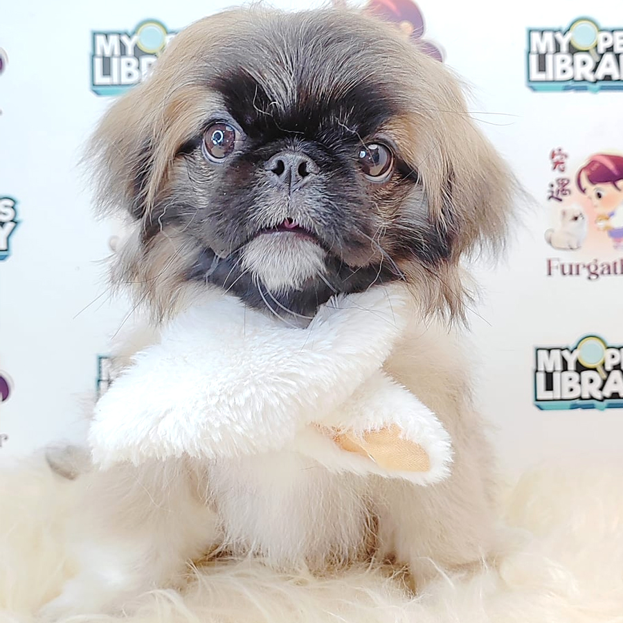 Pekingese Puppy (Male) For Sale