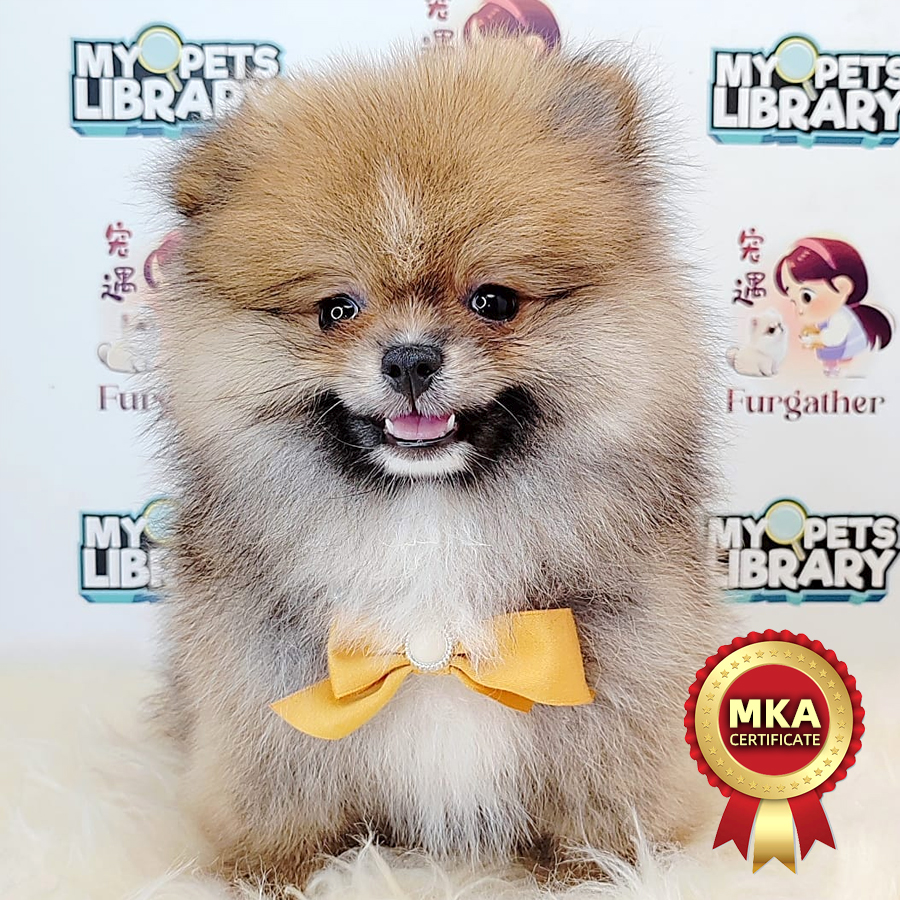 MKA Pomeranian Puppy (Male) For Sale