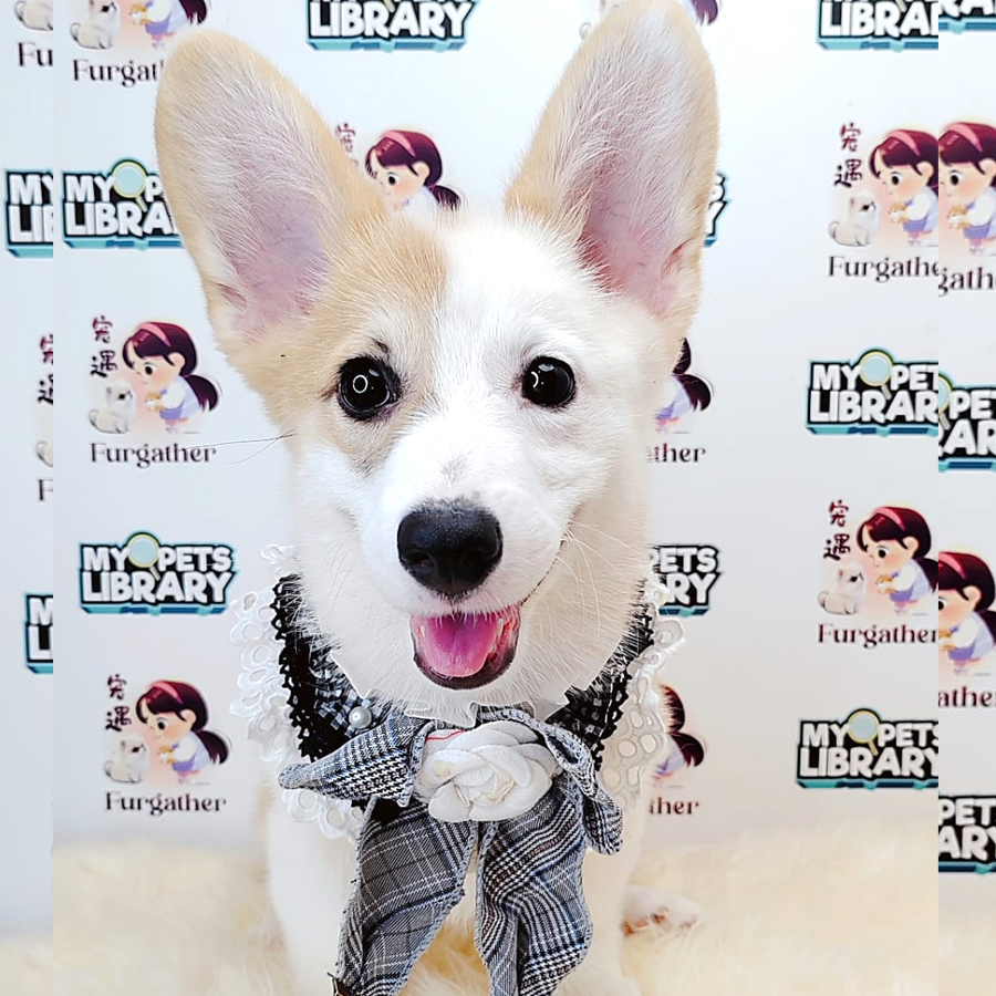 Short Coat Corgi Puppy (Female) For Sale